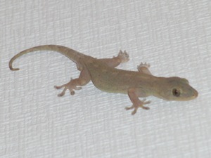 ヤモリ