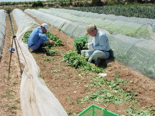 健耕サポーター活動風景(葉物野菜収穫作業)