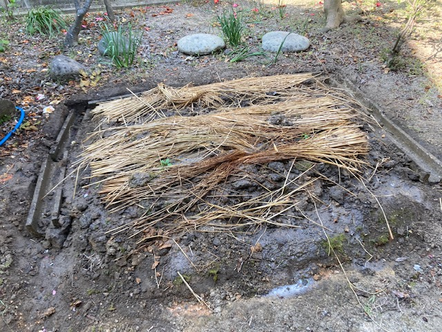 (6)フジバカマの株(長草町前屋敷地内)