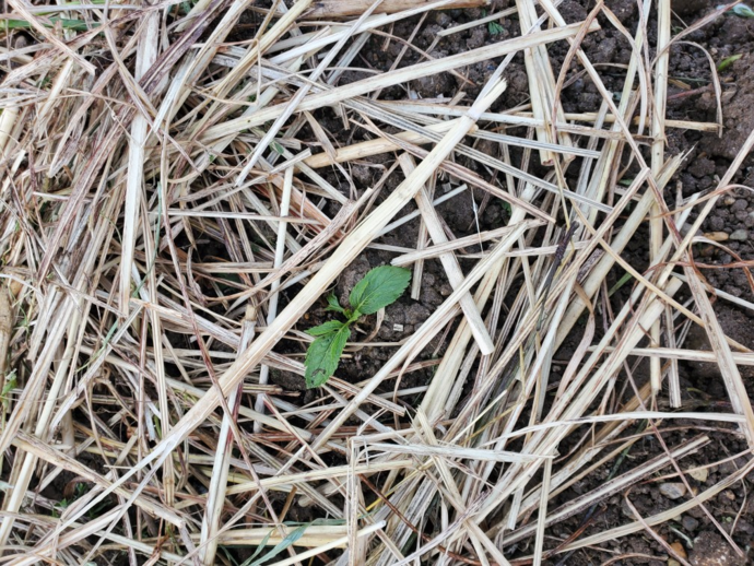 (8)フジバカマの株(横根町箕手地内)