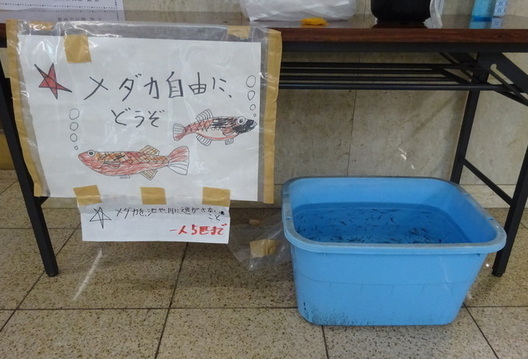 メダカ