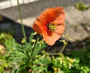 ナガミヒナゲシの花
